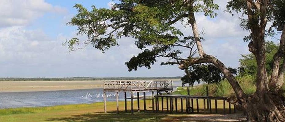 Crooked Tree Belice - Belice